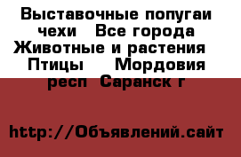 Выставочные попугаи чехи - Все города Животные и растения » Птицы   . Мордовия респ.,Саранск г.